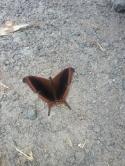 Marpesia zerynthia
