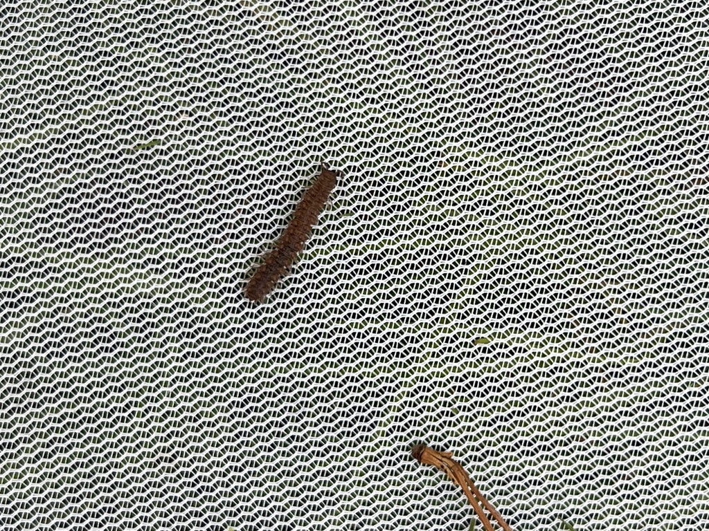 Common Flat-backed Millipede