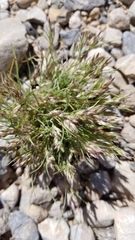 Dasyochloa pulchella