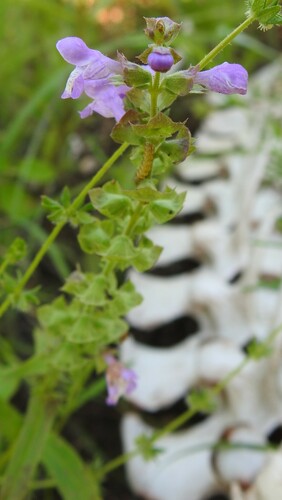 Image of Warnockia scutellarioides by (c) saltyhiker, some rights reserved (CC BY)