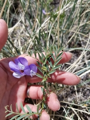 Vicia ludoviciana