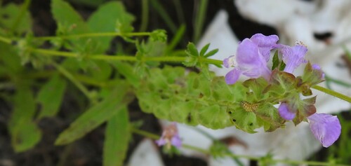 Image of Warnockia scutellarioides by (c) saltyhiker, some rights reserved (CC BY)