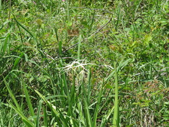 Hymenocallis liriosme