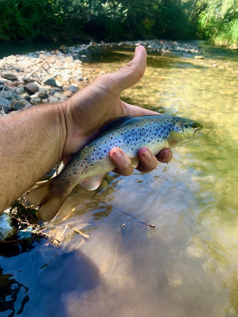 Eastern Mediterranean Trout