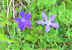 Vinca herbacea