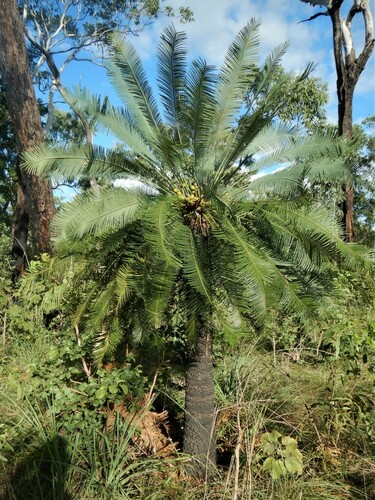 Cycas arnhemica