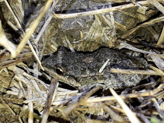 Leptodactylus latinasus