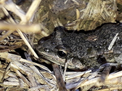 Leptodactylus latinasus