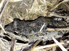 Leptodactylus latinasus