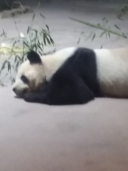 Ailuropoda melanoleuca