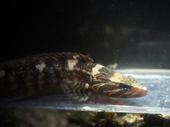 Six-Lined Prickleback photo 1