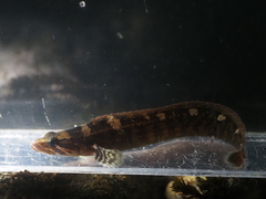 Six-Lined Prickleback photo 2