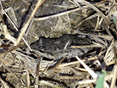 Leptodactylus latinasus