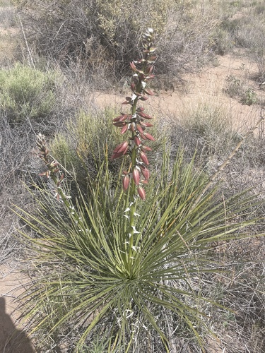 天門冬科  龍舌蘭亞科 絲蘭屬屬中間絲蘭 Yucca int