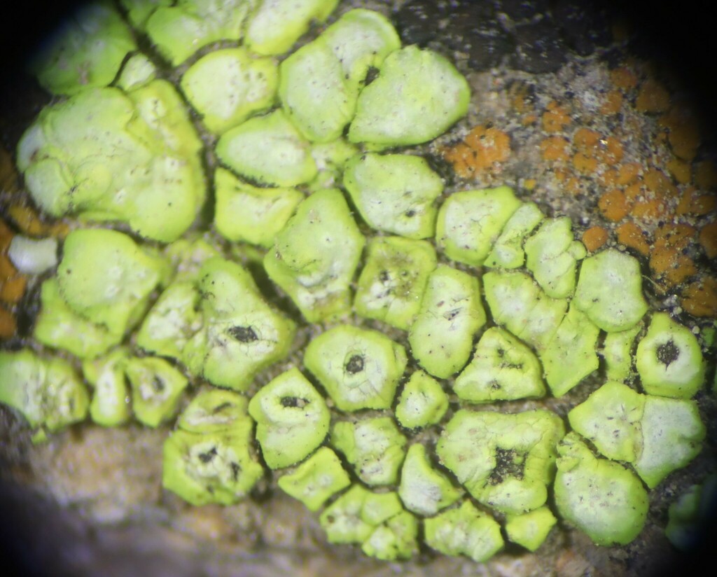 Acarospora affinis