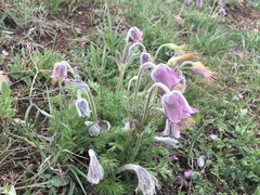 Pulsatilla violacea
