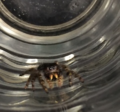 Phidippus audax