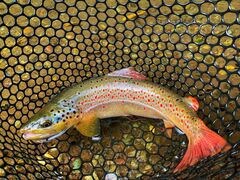 Pontic Brook Trout photo 1