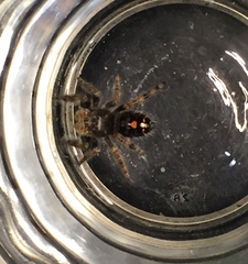 Phidippus audax