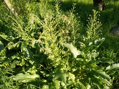 Solenanthus circinnatus