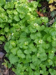 Alliaria petiolata