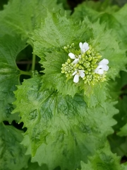 Alliaria petiolata