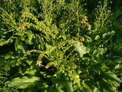 Solenanthus circinnatus