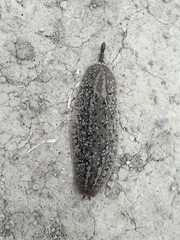 Phyllocaulis soleiformis