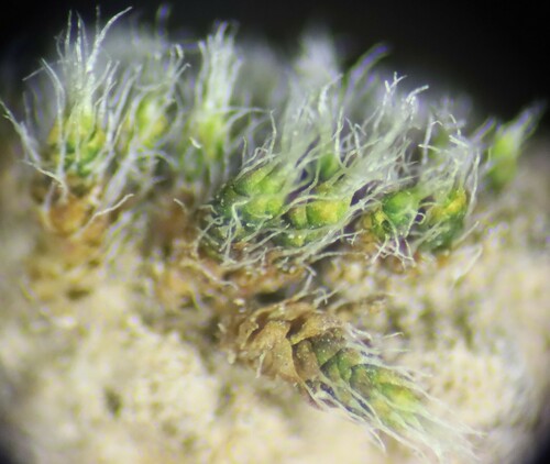 Jaffueliobryum wrightii