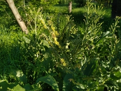 Solenanthus circinnatus