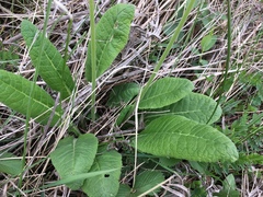 Primula veris macrocalyx