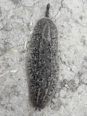 Phyllocaulis soleiformis