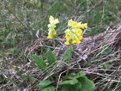 Primula veris macrocalyx