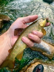 Pontic Brook Trout photo 2