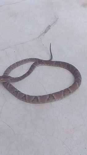 Bothrops jabrensis