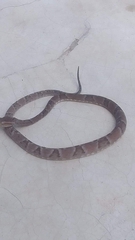 Jabre's Lancehead photo 1