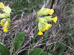Primula veris macrocalyx