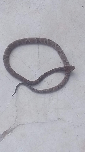Bothrops jabrensis