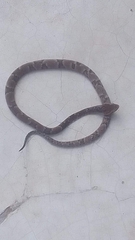 Jabre's Lancehead photo 2