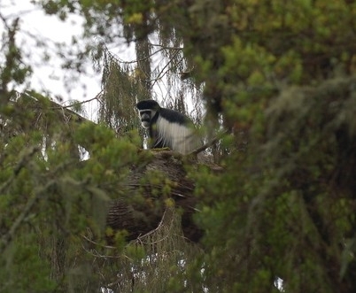 Mantled Guereza, West Arsi, Ethiopië, photo 7 of 10