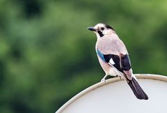 Garrulus glandarius atricapillus