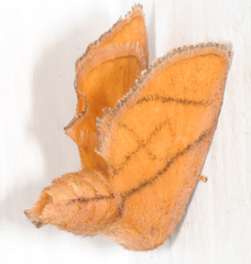 Apoda y-inversa