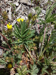 Potentilla gracilis fastigiata