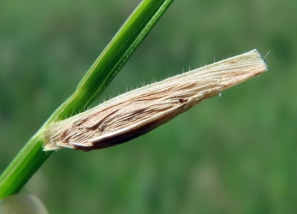 Coleophora tricolor
