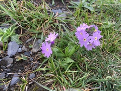 Primula algida