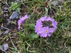 Primula algida