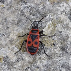 Pyrrhocoris apterus