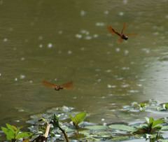 Perithemis tenera