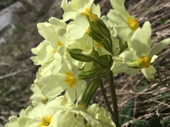 Primula ruprechtii
