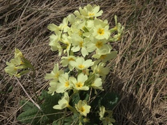 Primula ruprechtii